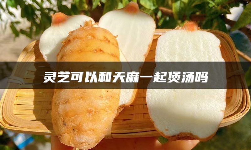 灵芝可以和天麻一起煲汤吗