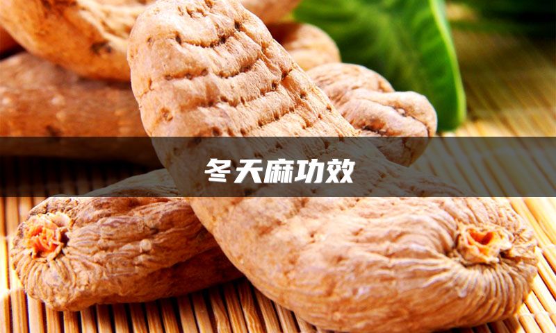 冬天麻功效