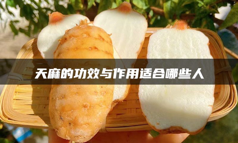 天麻的功效与作用适合哪些人