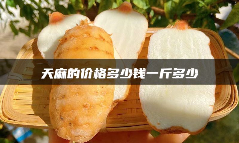 天麻的价格多少钱一斤多少