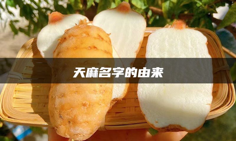 天麻名字的由来