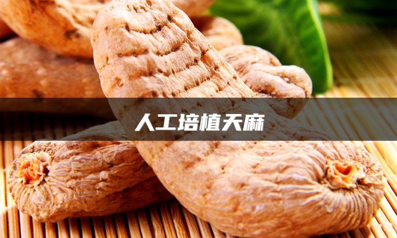 人工培植天麻