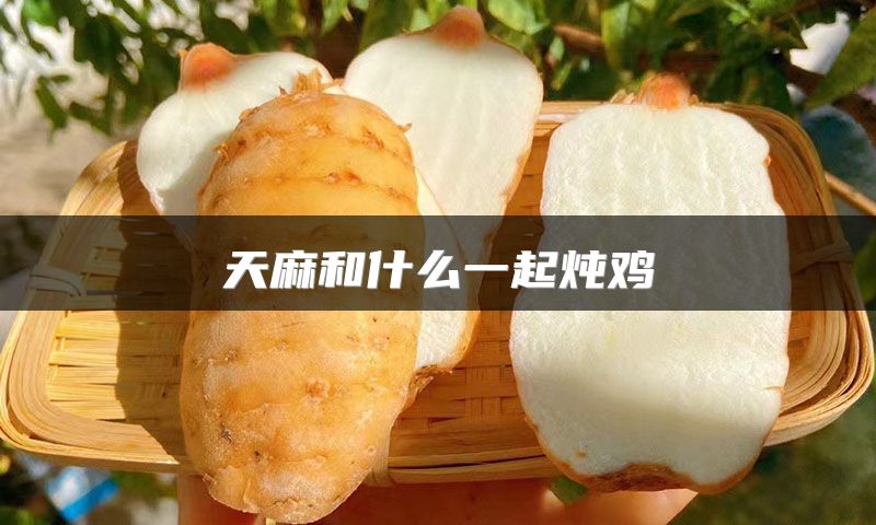 天麻和什么一起炖鸡