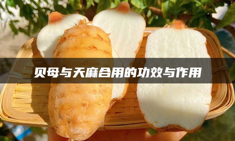 贝母与天麻合用的功效与作用