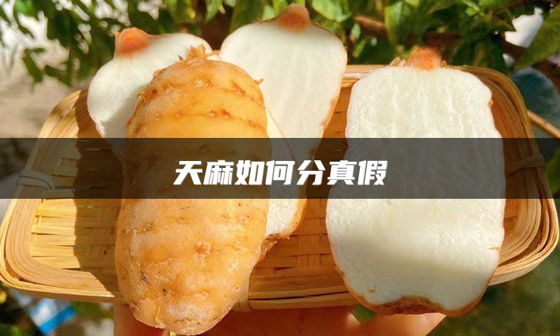 天麻如何分真假