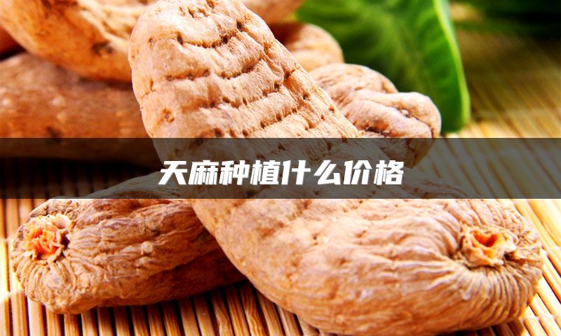天麻种植什么价格