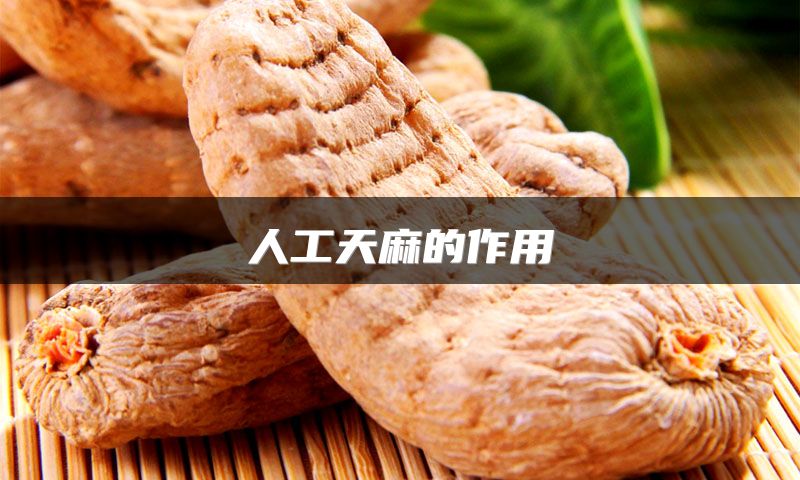 人工天麻的作用