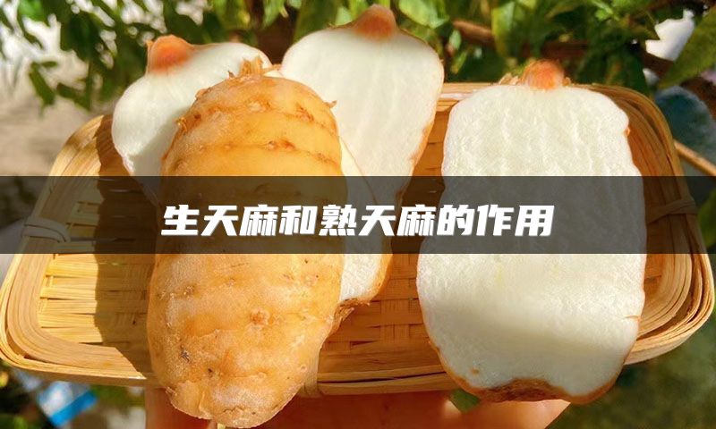 生天麻和熟天麻的作用