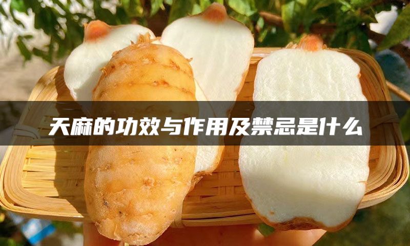 天麻的功效与作用及禁忌是什么